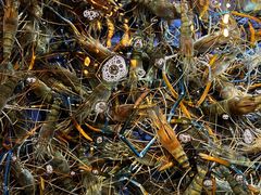 -79号渔船海鲜饭店(华强北店)