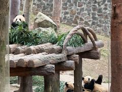 -都江堰中华大熊猫苑