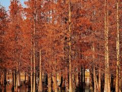 -白鹭湾湿地公园