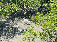 -北海金海湾红树林生态旅游区