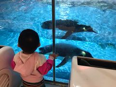 -帝企鹅自助餐厅•儿童岛•真企鹅(长隆企鹅酒店)