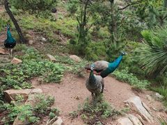 -西霞口神雕山野生动物世界