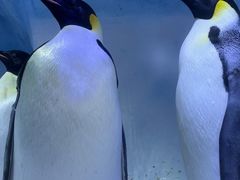 -海合安成都极地海洋公园