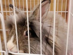 -猫猫幼稚园·撸猫·桌游·电玩