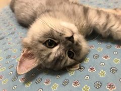 -安安宠医·臻爱宠物医院(簇锦北路分院)