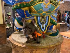 -more than meow吴止猫主题餐厅(承德 中船汇店)