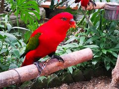 -南宫五洲植物乐园