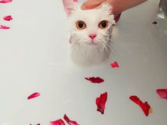 -宠小格时尚宠物生活馆(唐镇店)