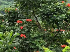 -深圳仙湖植物园