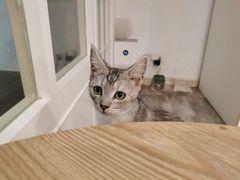 -楼上猫咖(罗湖店)