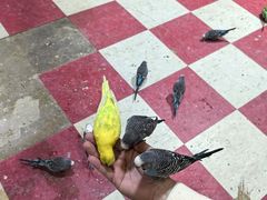 -上海大自然野生昆虫馆(东方明珠·爬宠昆虫探索中心)