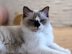 -momokira米努特·德文卷毛猫·棉花面纱犬