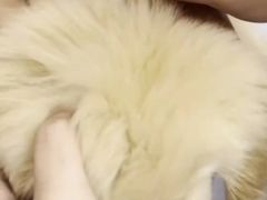 -瑞派康怡24h宠物医院·犬猫医疗中心·微创绝育(瑞景分院)