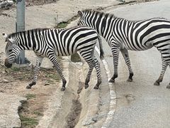 -清迈夜间动物园