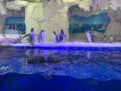 -华夏文旅海洋公园