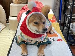 -逗柴咖啡屋·狗咖猫咖宠物桌游