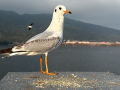 -海埂大坝