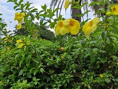 -亚龙湾亚泰商业街