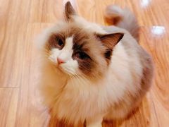 -MOCHA明星猫咖(田子坊店)