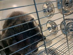 -佳雯宠物医院(金华南路分院)