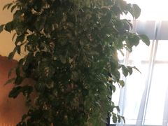 番茄苹果卷-素慧餐厅(大虹桥店)