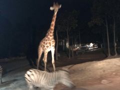 -清迈夜间动物园