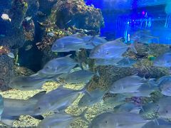 -沙沙哗啦海洋馆(华宇百花谷店)