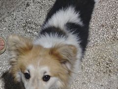 -翊宠yipet猫狗购宠庄园犬舍•猫舍