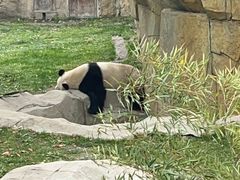 -上海野生动物园