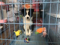 -翊宠yipet猫狗购宠庄园犬舍•猫舍