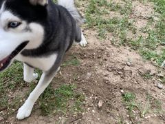 -北京恒爱动物医院(清景园分院)