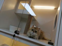 -十月米努特矮脚猫舍