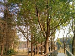 -昆山城市生态森林公园