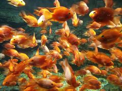 -绍兴梦享海洋公园