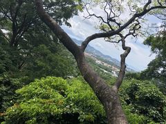 -清迈丛林飞跃 JungleFlight