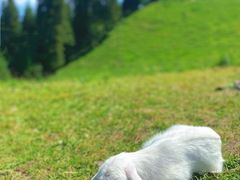 -新疆那拉提国家旅游度假区