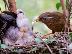 -梧桐山风景名胜区