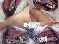 -芭比堂动物医院·犬猫全科·异宠专科(雁塔分院)