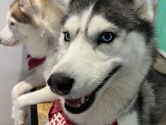 -Husky Go! 哈士奇体验馆·宠物咖啡厅狗咖