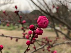-香雪海