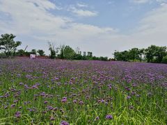 -杭州湾海上花田景区