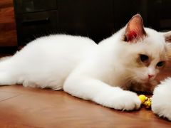 -袖虎·猫馆(体育西路店)