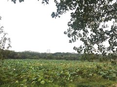 -盘龙城国家考古遗址公园