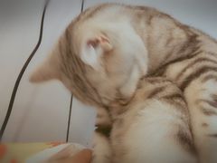 -三花喵·撸猫购宠·宠物生活馆(虹桥南丰城店)