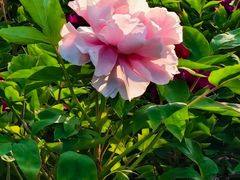 -黑龙江省森林植物园