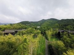 -大唐贡茶院