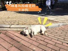 -富斯特索道
