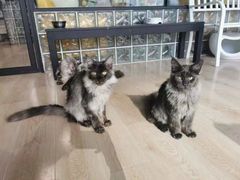 -十年猫舍·猫咪专门店(普陀店)