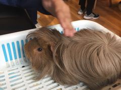 -藦茜花园宠物主题亲子互动体验馆(国顺东路店)