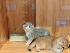 -欣宠猫屋·矮脚拿破仑·蓝金金渐层